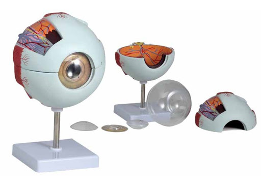 anatomy eyeball